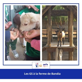 🌿🐐 Sortie pédagogique à la ferme de Bandia  pour Grandes Sections 🐍✨