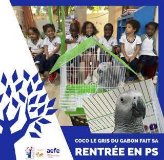Coco, un magnifique Gris du Gabon rend visite à la PS
